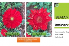 03-Beatan-Gerbera-A