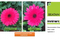 06-Beatan-Gerbera-D