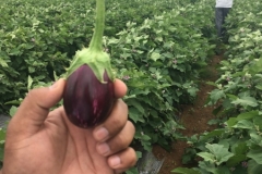 09-brinjal-3