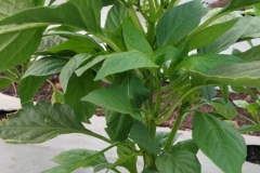 20-capsicum-1