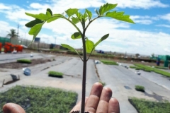 32-tomato-1
